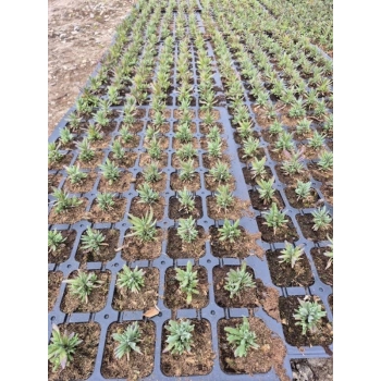 LAWENDA polska odmiana wieloletnia P9 - sadzonki 10 / 20 cm