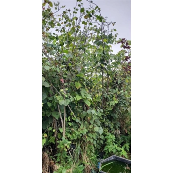 LIPA DROBNOLISTNA bardzo miododajna - sadzonki 250 / 300 cm