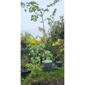 LIPA DROBNOLISTNA bardzo miododajna - sadzonki 250 / 300 cm