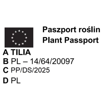 LIPA DROBNOLISTNA bardzo miododajna - sadzonki 120 / 150 cm