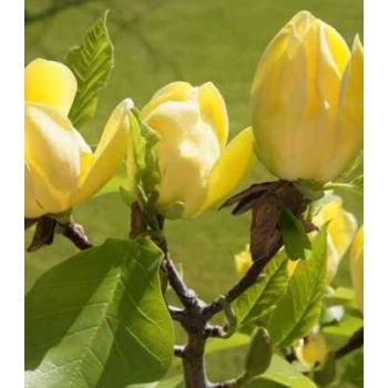 MAGNOLIA yellow żółta - sadzonki 10 / 15 cm