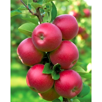 JABŁOŃ MALINOWA OBERLANDZKA stara odmiana - sadzonki 120 / 140 cm