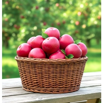 JABŁOŃ MALINOWA OBERLANDZKA W DONICY stara odmiana - sadzonki 120 / 140 cm