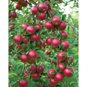 JABŁOŃ MALINOWA OBERLANDZKA stara odmiana - sadzonki 120 / 140 cm