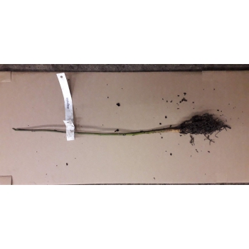 MAGNOLIA BETTY odporna na mróz - sadzonki 10 / 15 cm