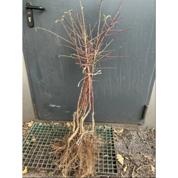 MIGDAŁOWIEC Jadalny szczepiony oryginał - sadzonki 70 / 80 cm