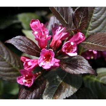 KRZEWUSZKA WEIGELA na pniu z BORDOWYM LIŚCIEM - sadzonki 100 / 120 cm