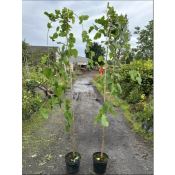 MORWA biała szczepiona na pniu Pendula - sadzonki 190 / 210 cm