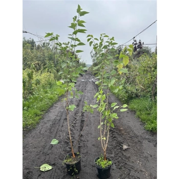 MORWA biała witamina życia - sadzonki 130 / 150 cm