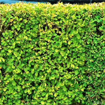 BERBERYS zielony kolumnowy - sadzonki 40 / 60 cm