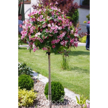 KRZEWUSZKA WEIGELA Na Pniu Sadzonki 100 120 Cm KRZEWUSZKA WEIGELA Na Pniu Sadzonki 100 120 Cm