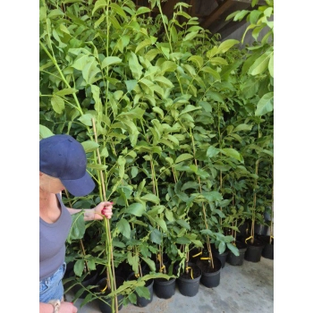 ORZECH JACEK włoski szczepiony - sadzonki 180 / 200 cm