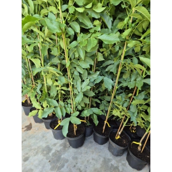 ORZECH JACEK włoski szczepiony - sadzonki 180 / 200 cm