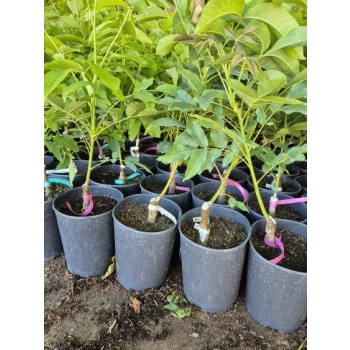 ORZECH WŁOSKI szczepiony - sadzonki 40 / 60 cm