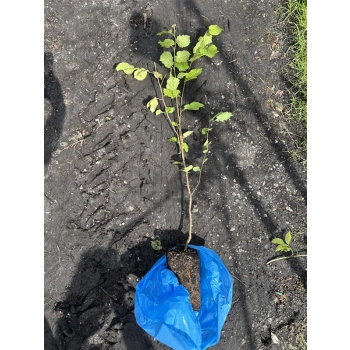 ORZECH LASKOWY KATALONSKI PAZUR mróz - sadzonki 80 / 120 cm