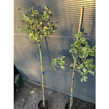 OSTROKRZEW ARGENTEA MARGINATA na pniu 120 / 150 cm