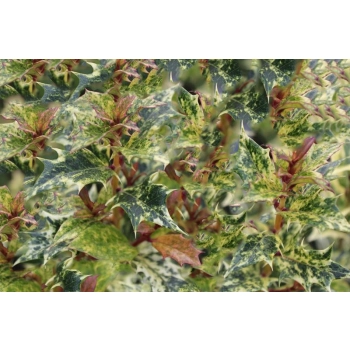 OSMANTUS KOLCZASTY Goshiki tricolor - sadzonki 10 / 15 cm