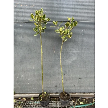 OSTROKRZEW zielono - żółty na pniu GOLDEN KING - sadzonki 110 / 140 cm