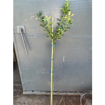 OSTROKRZEW ALASKA na pniu - sadzonki 130 / 160 cm