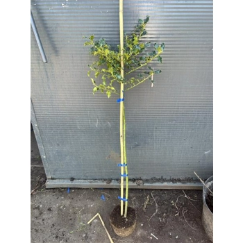 OSTROKRZEW ALASKA na pniu - sadzonki 130 / 160 cm