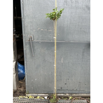 BEZ MAYERA PALIBIN szczepiony na pniu - sadzonki 150 / 160 cm