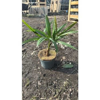 PALMA Trachycarpus fortunei mrozoodporna - sadzonki 30 / 50 cm