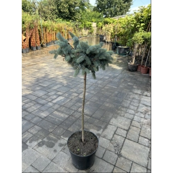 Świerk Glauca Globosa na Pniu szczepiony - sadzonki 80 / 100 cm