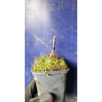 PEONIA DRZEWIASTA bordowa - sadzonki 5 / 10 cm