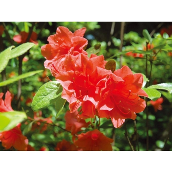 AZALIA JAPOŃSKA czerwona - sadzonki 30 / 50 cm