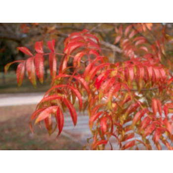 Pistacja chińska jadalna sadzonki - 30 / 50 cm