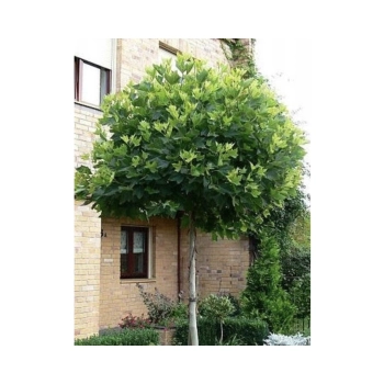 PLATAN szczepiony na pniu kulisty - sadzonki 160 / 180 cm