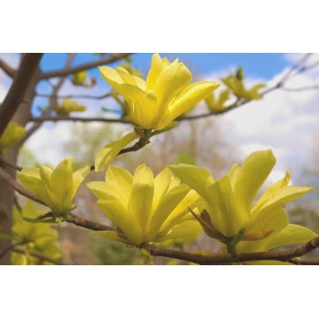 MAGNOLIA yellow żółta - sadzonki 10 / 15 cm