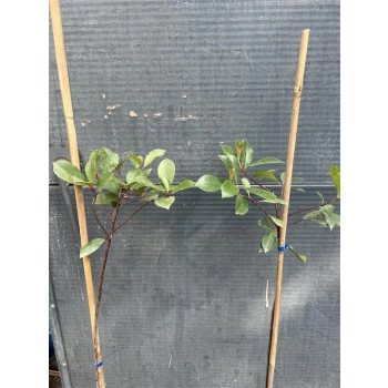 GŁOGOWNIK na pniu RED ROBIN - sadzonki 180 / 200 cm