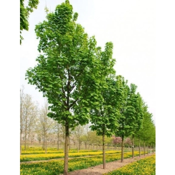 KLON zielony - sadzonki 150 / 180 cm