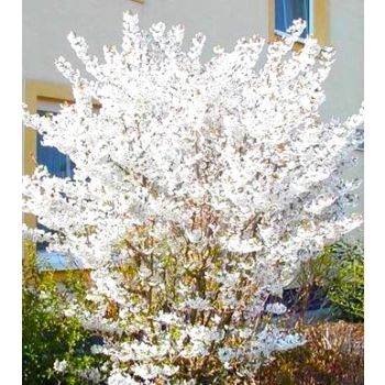 WIŚNIA ozdobna szczepiona NA PNIU - sadzonki 70 / 90