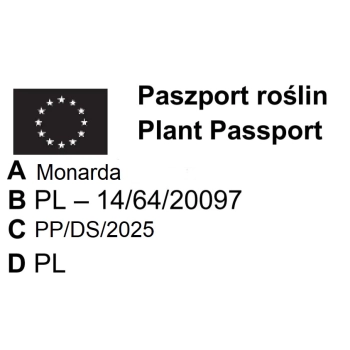 PYSZNOGŁÓWKA purpurowa - sadzonki 10 / 15 cm