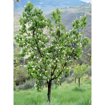 PIGWA jabłkowa - sadzonki 130 / 150 cm