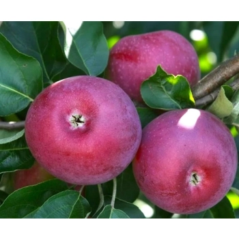 JABŁOŃ LOBO miękkie smaczne - sadzonki 110 / 140 cm