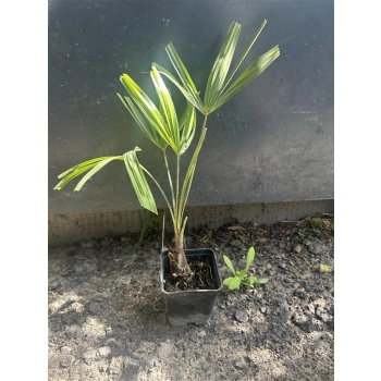 PALMA Trachycarpus fortunei mrozoodporna - sadzonki 20 / 40 cm