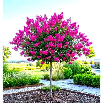 LAGERSTROEMIA na pniu Różowa bez południa - sadzonki 100 / 120 cm