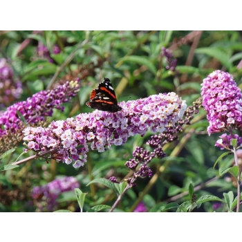 BUDLEJA DAWIDA Berries Cream - sadzonki 10 / 15 cm