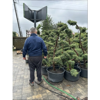 BONSAI BONZAJ JAŁOWIEC WIELE KUL - sadzonki 180 / 210 cm