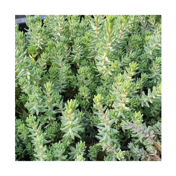 ROZCHODNIK Polar Sun - sadzonki 5 / 10 cm