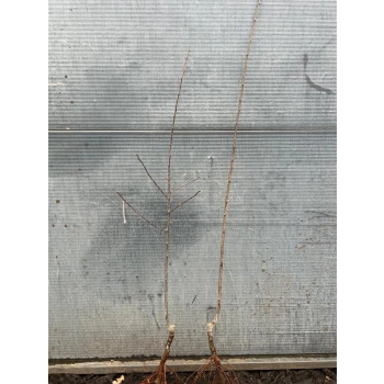 JABŁOŃ KOSZTELA stara odmiana smak dzieciństwa - sadzonki 110 / 140 cm