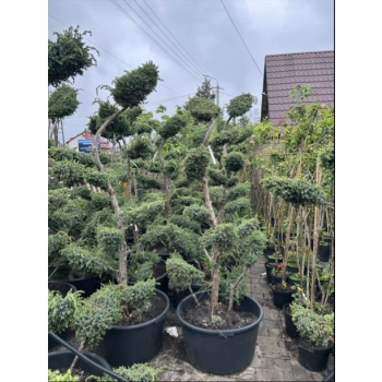 BONSAI BONZAJ JAŁOWIEC WIELE KUL - sadzonki 180 / 210 cm