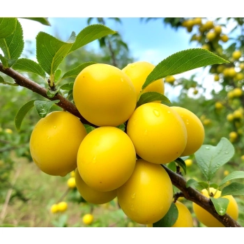 ŚLIWA RENKLODA ULENA bardzo soczysta - sadzonki 90 / 140 cm