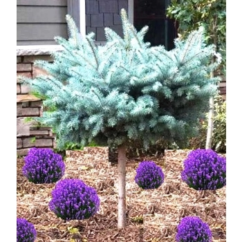 Świerk Glauca Globosa na Pniu szczepiony - sadzonki 80 / 100 cm