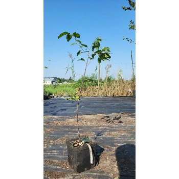 SZAKŁAK POSPOLITY - sadzonki 70 / 100 cm