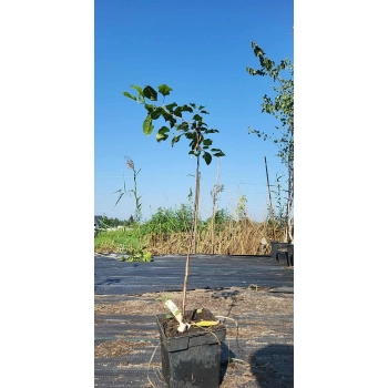 SZAKŁAK POSPOLITY - sadzonki 70 / 100 cm