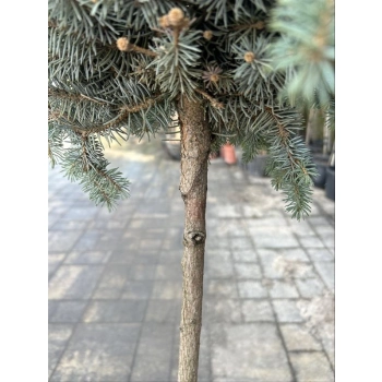 Świerk Glauca Globosa na Pniu szczepiony - sadzonki 80 / 100 cm